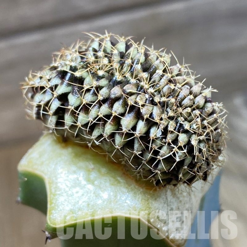 SH25678 Gymnocalycium mihanovichii f. cristata, grafted