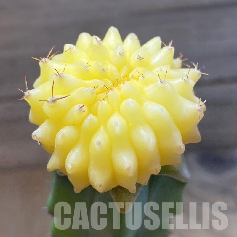 SH25679 Gymnocalycium mihanovichii ‘inermis’ f. variegata, grafted