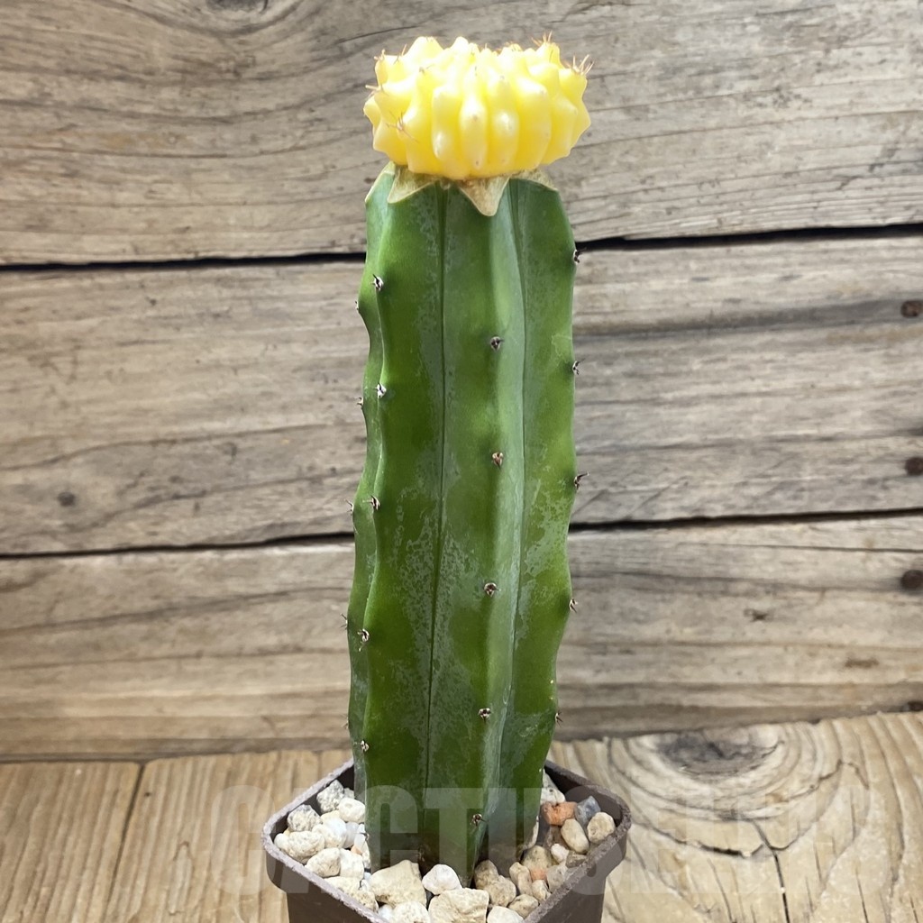 SH25679 Gymnocalycium mihanovichii ‘inermis’ f. variegata, grafted – Image 2