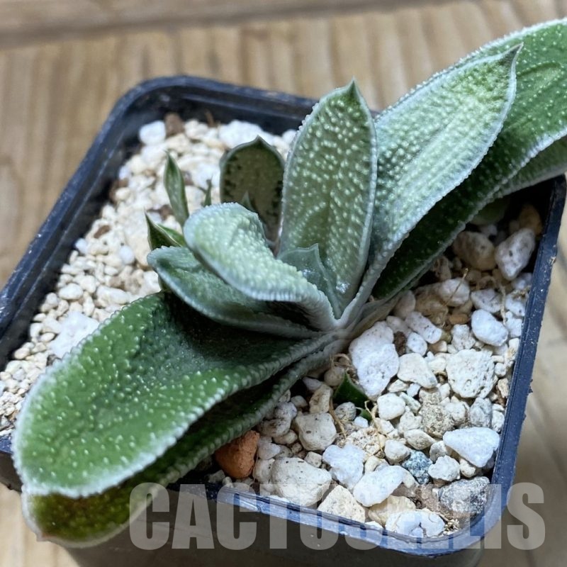 SH25665 Gasteria ‘Little Warty’ hybrid