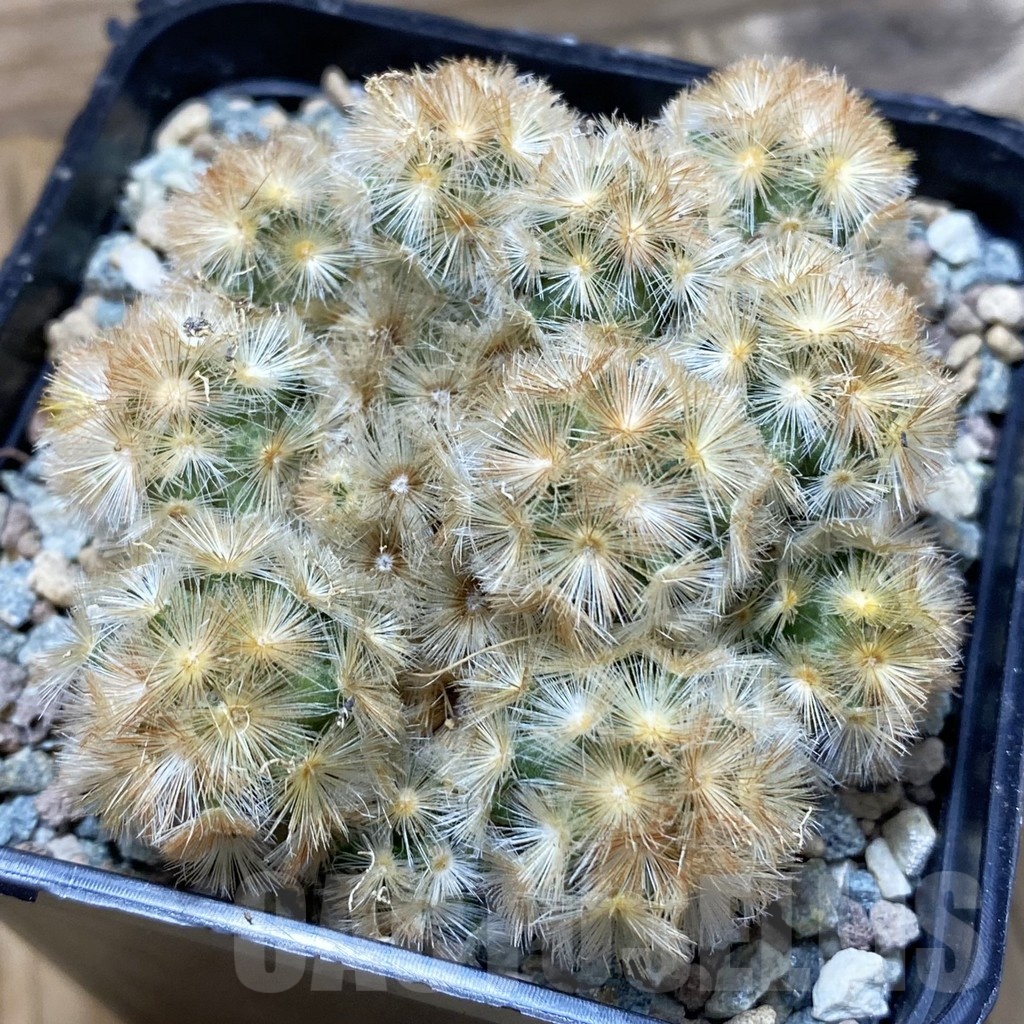 SH25685 Mammillaria carmenae ‘Buddha’ hybrid