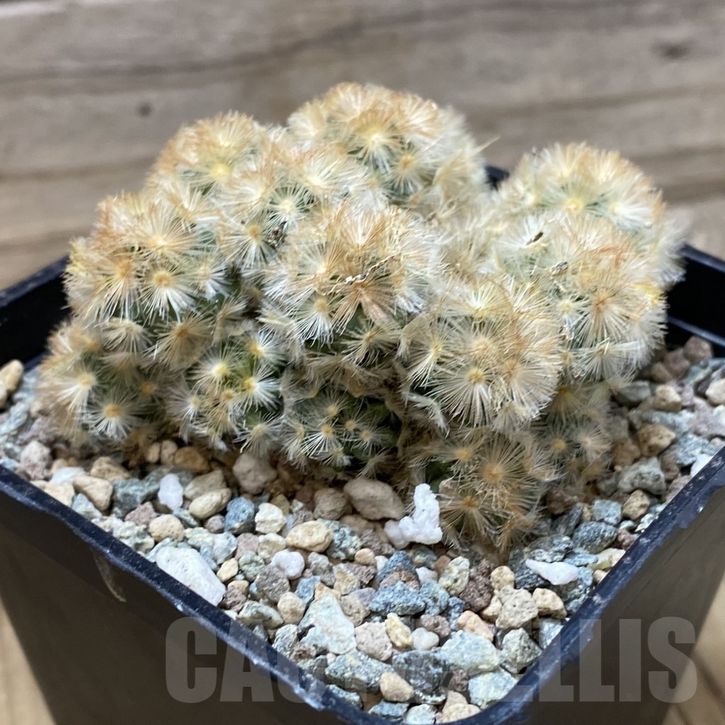 SH25685 Mammillaria carmenae ‘Buddha’ hybrid - Image 2