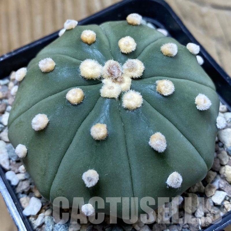 SH25686 Astrophytum asterias 'Akabana'