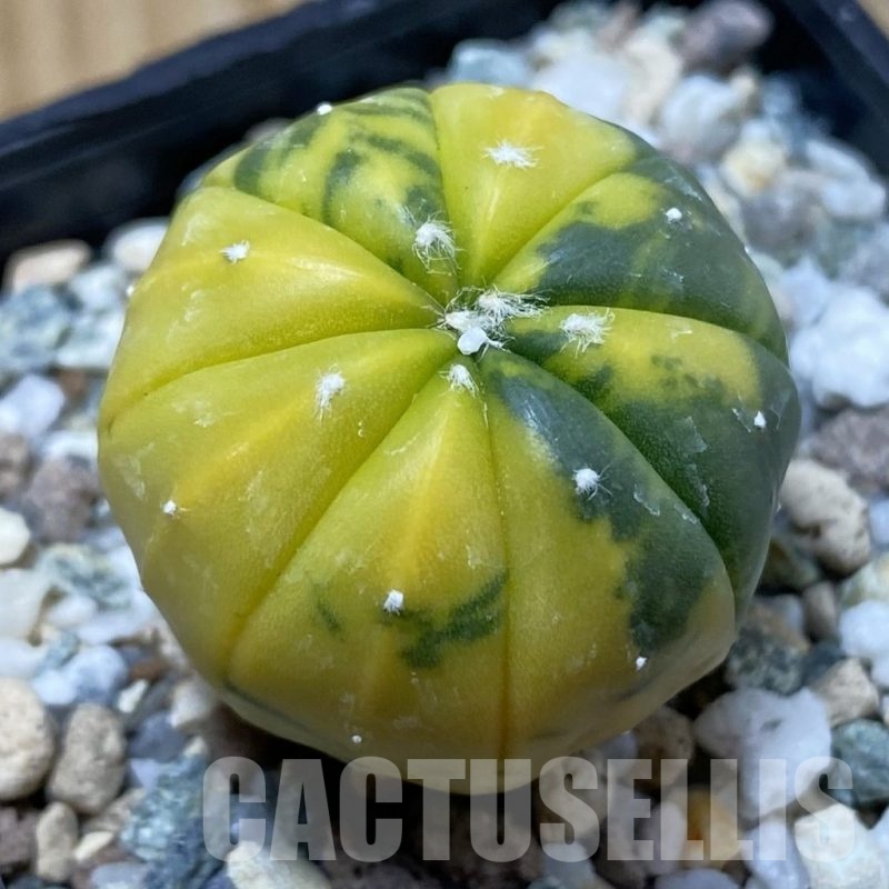 SH25687 Astrophytum asterias ‘Red Purple Skin’ f. variegata