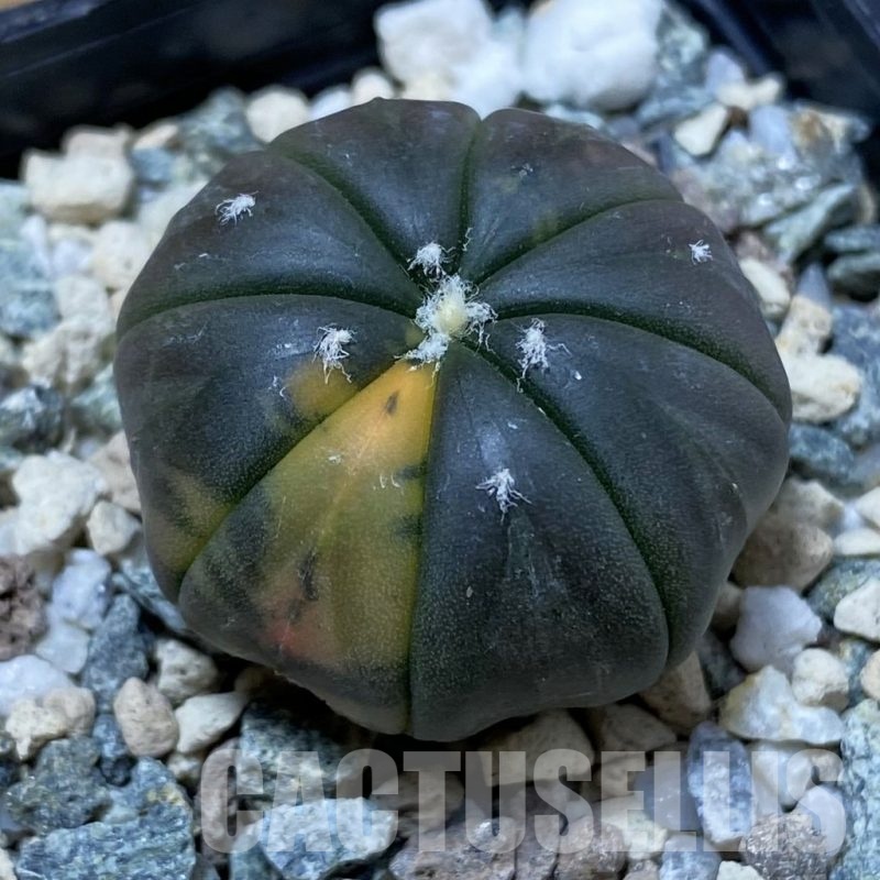 SH25688 Astrophytum asterias ‘Red Purple Skin’ f. variegata
