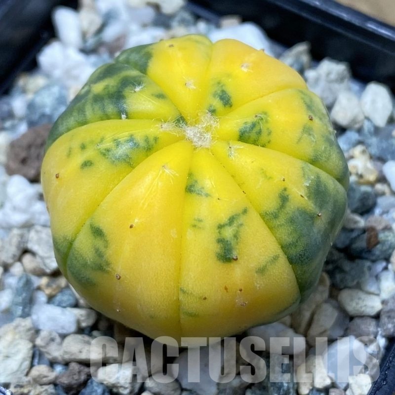 SH25689 Astrophytum asterias f. variegata