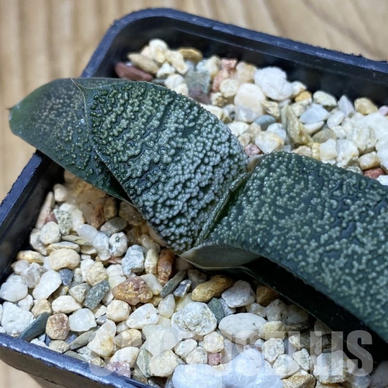 SH25666 Gasteria batesiana