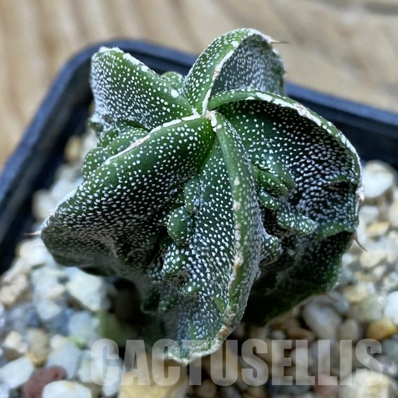 SH25692 Astrophytum myriostigma ‘Fukuryu’