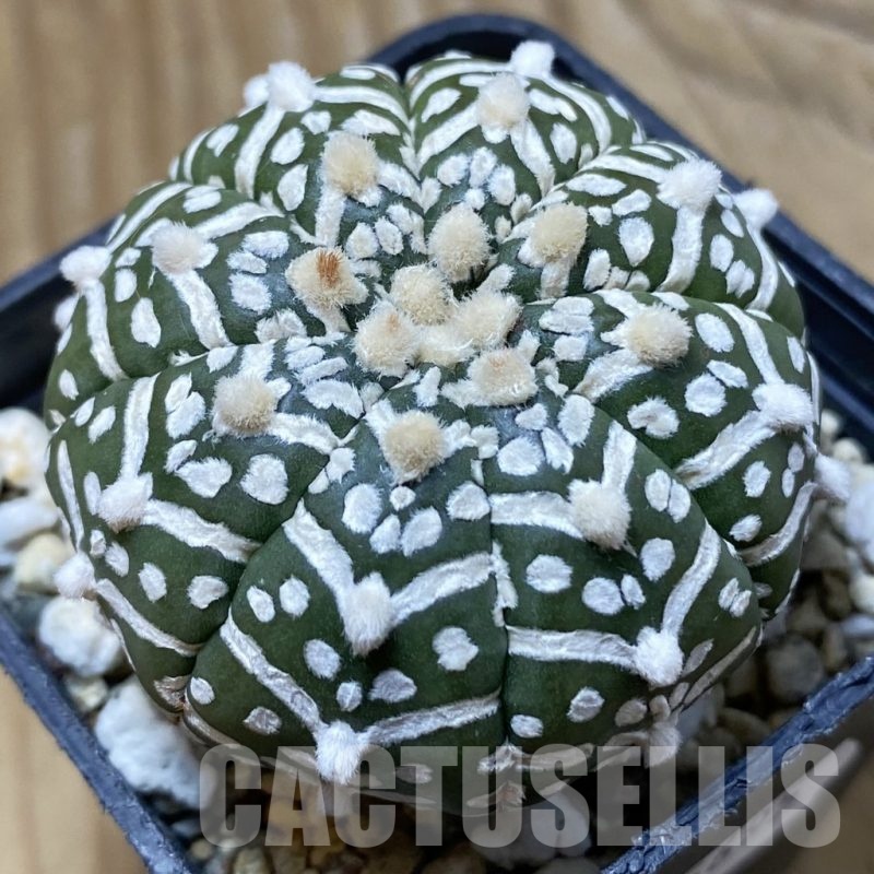 SH25695 Astrophytum asterias ‘Super Kabuto’ V-type