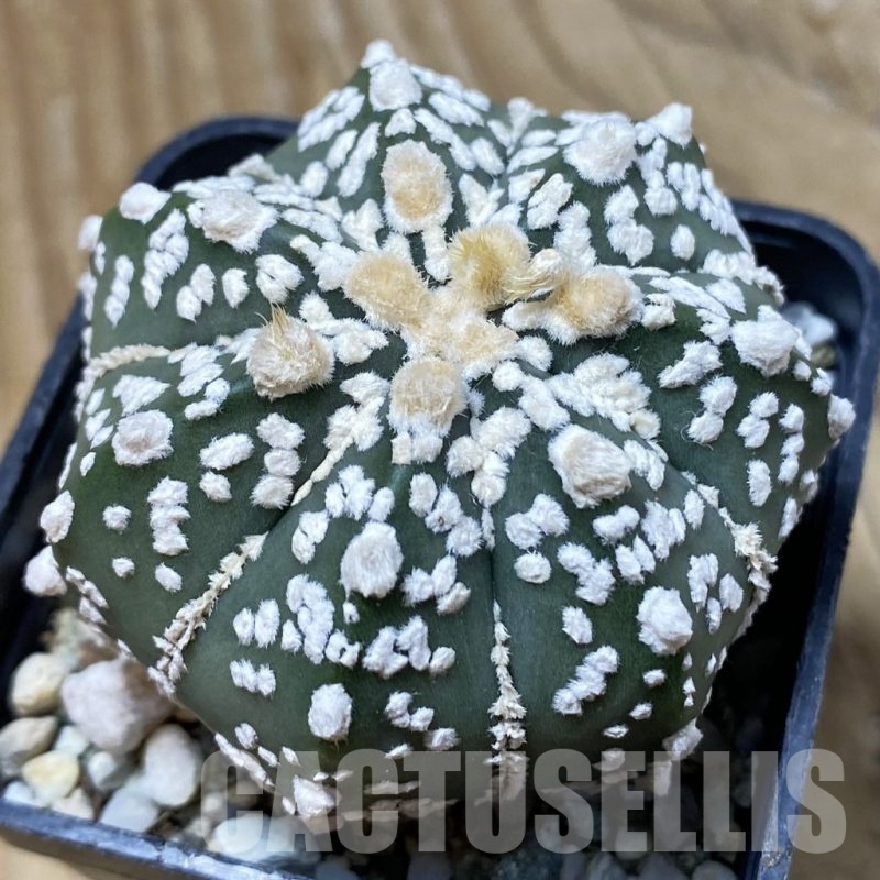 SH25696 Astrophytum asterias ‘Super kabuto’ x myriostigma ‘Onzuka’