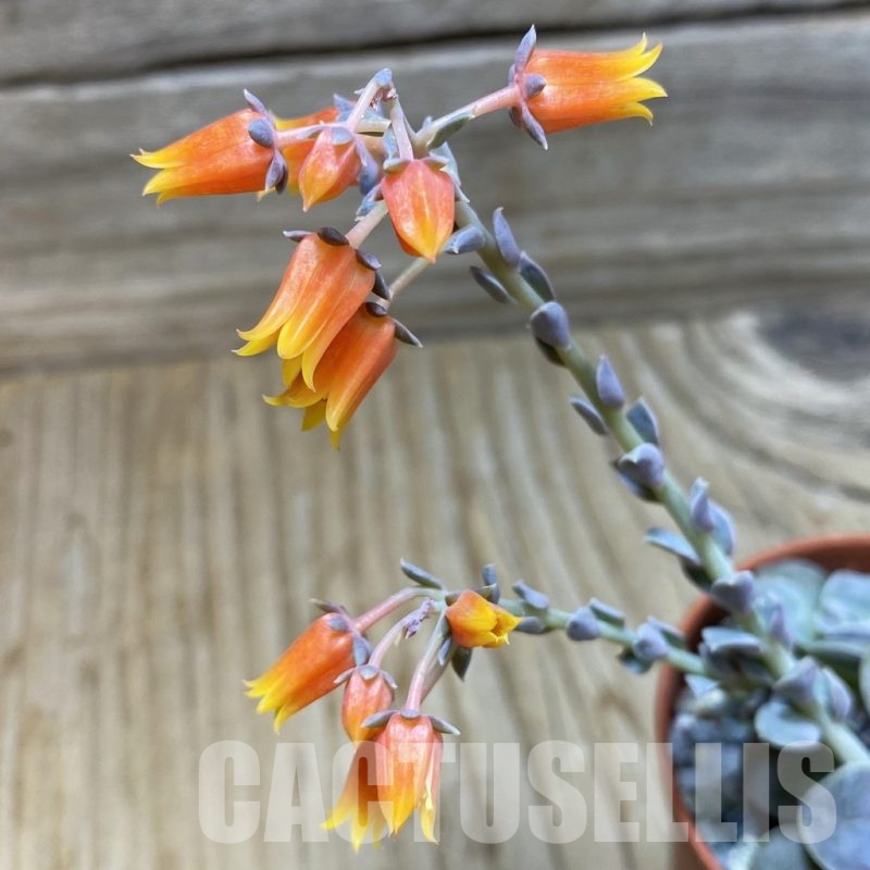 SH25834 Echeveria diffractens