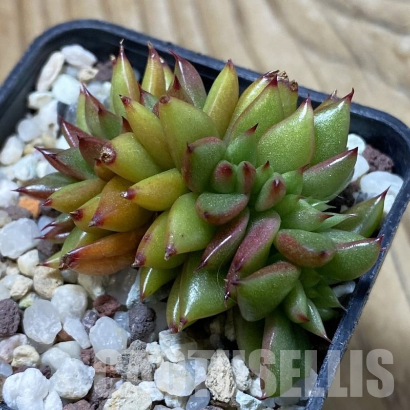 SH25835 Echeveria agavoides f. cristata