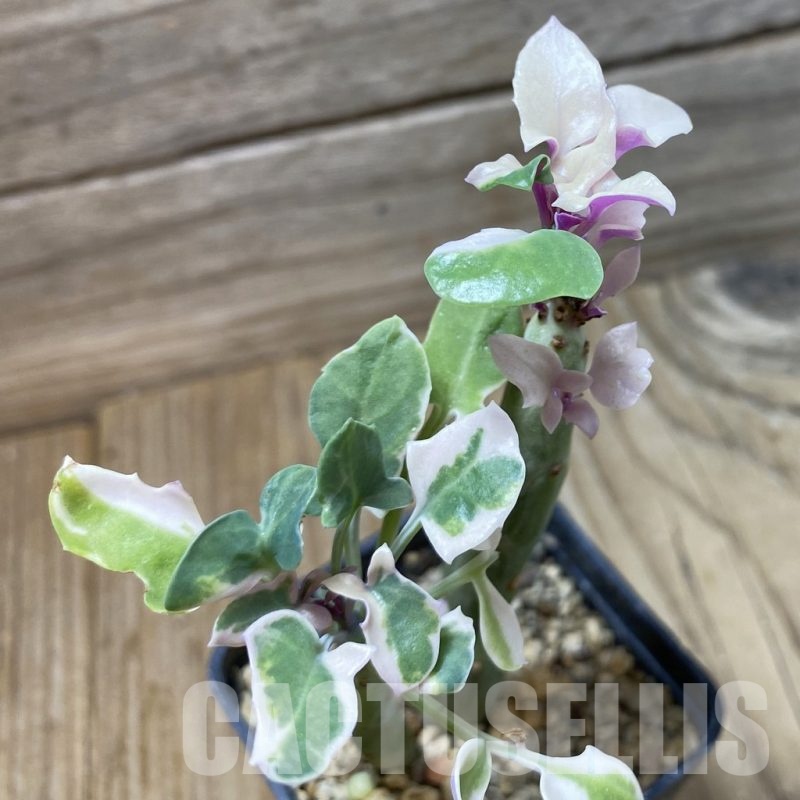 SH25836 Senecio articulatus f. variegata