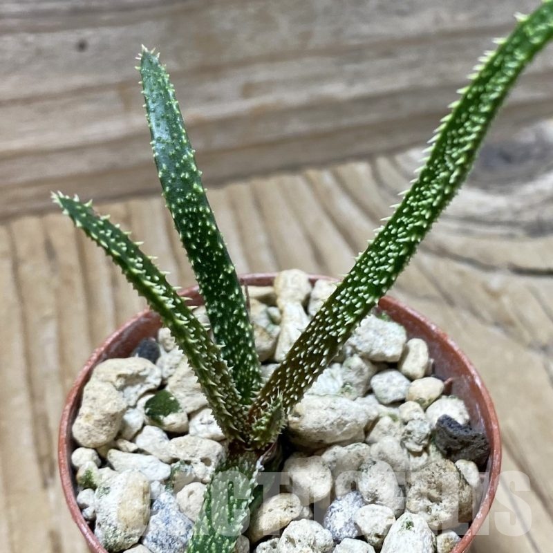 SH25838 Aloe delicatifolia
