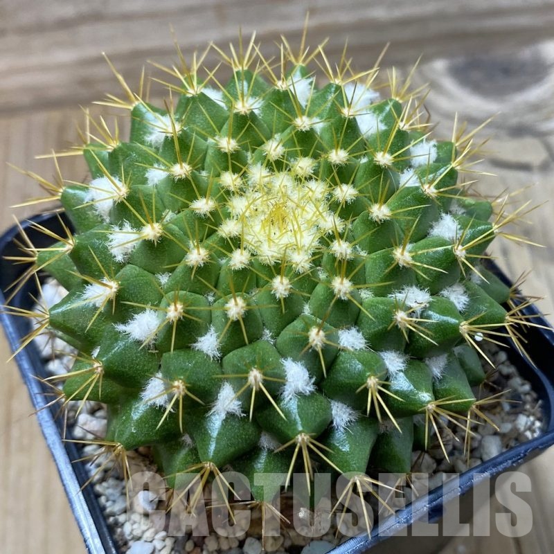 SH25840 Mammillaria marksiana