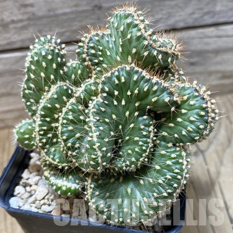 SH25841 Opuntia fulgida f. cristata