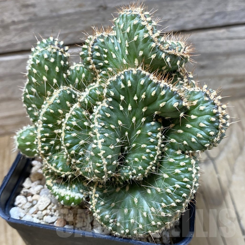 SH25841 Opuntia fulgida f. cristata
