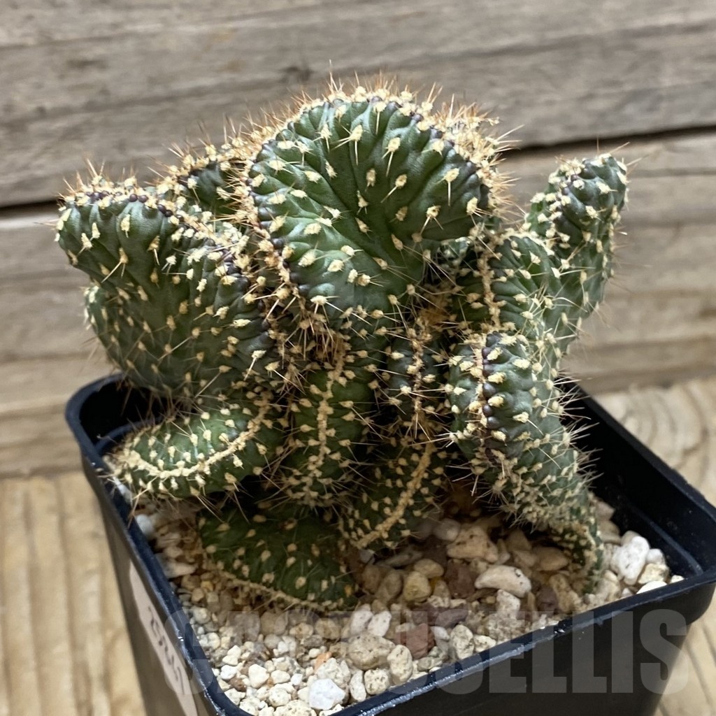 SH25841 Opuntia fulgida f. cristata - Зображення 2