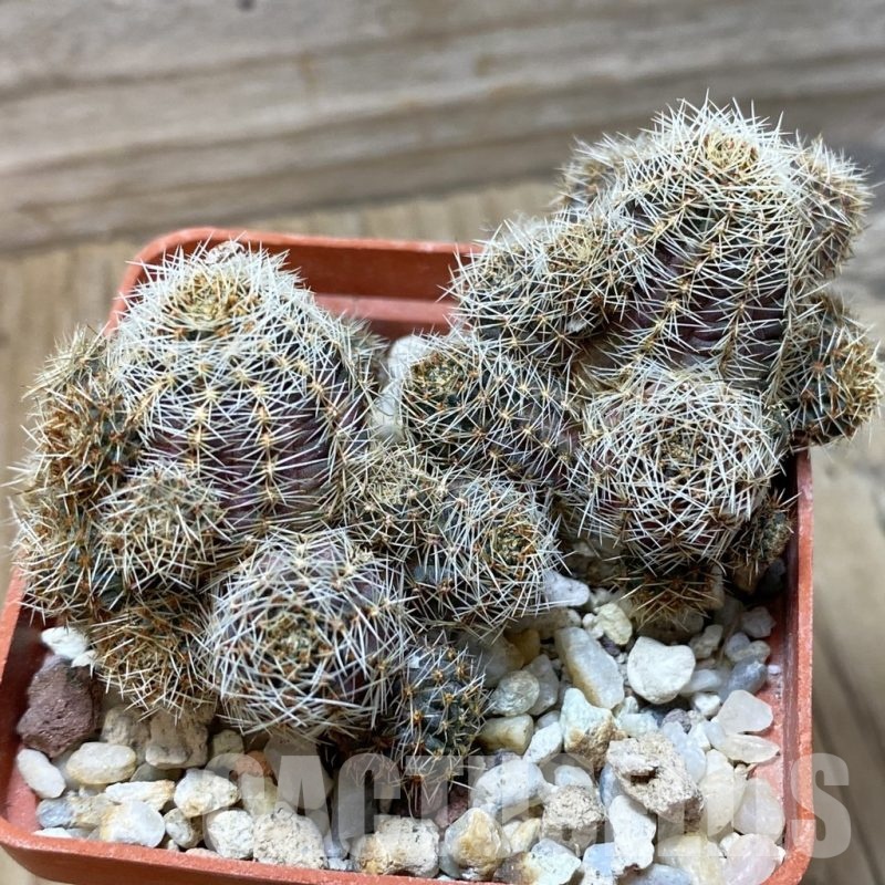 SH25842 Mediolobivia pygmaea v. colorea FR 1106, 2 plants, seedling , 7 years old