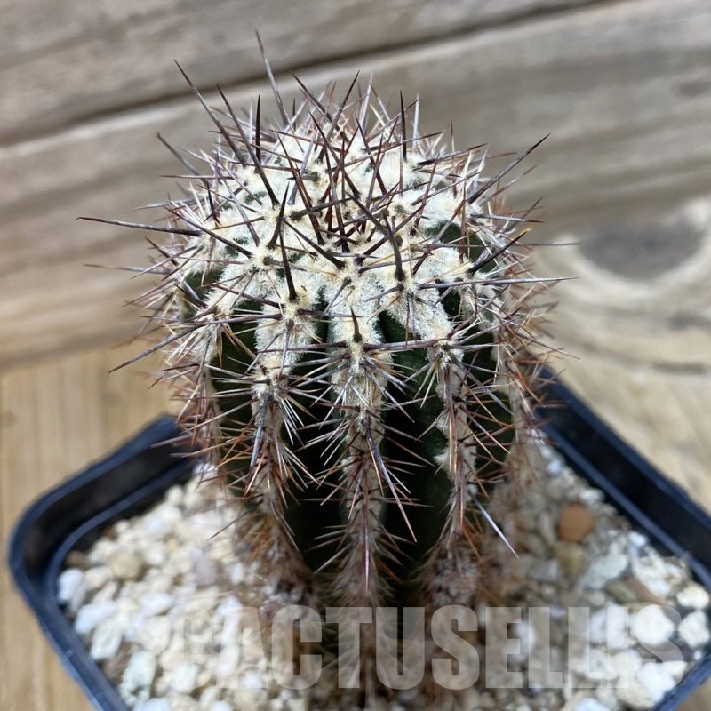 SH25843 Echinopsis ‘Haku-jo’
