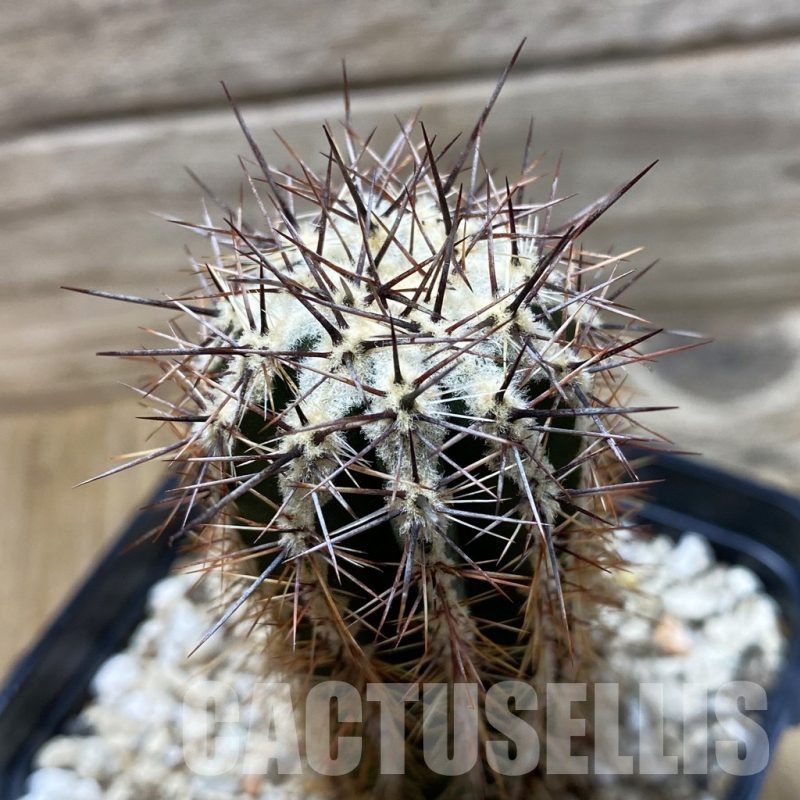 SH25844 Echinopsis ‘Haku-jo’