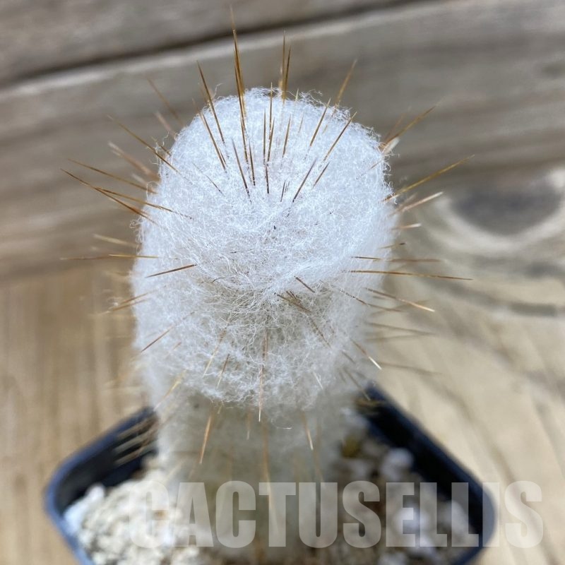 SH25846 Austrocephalocereus dybowskii