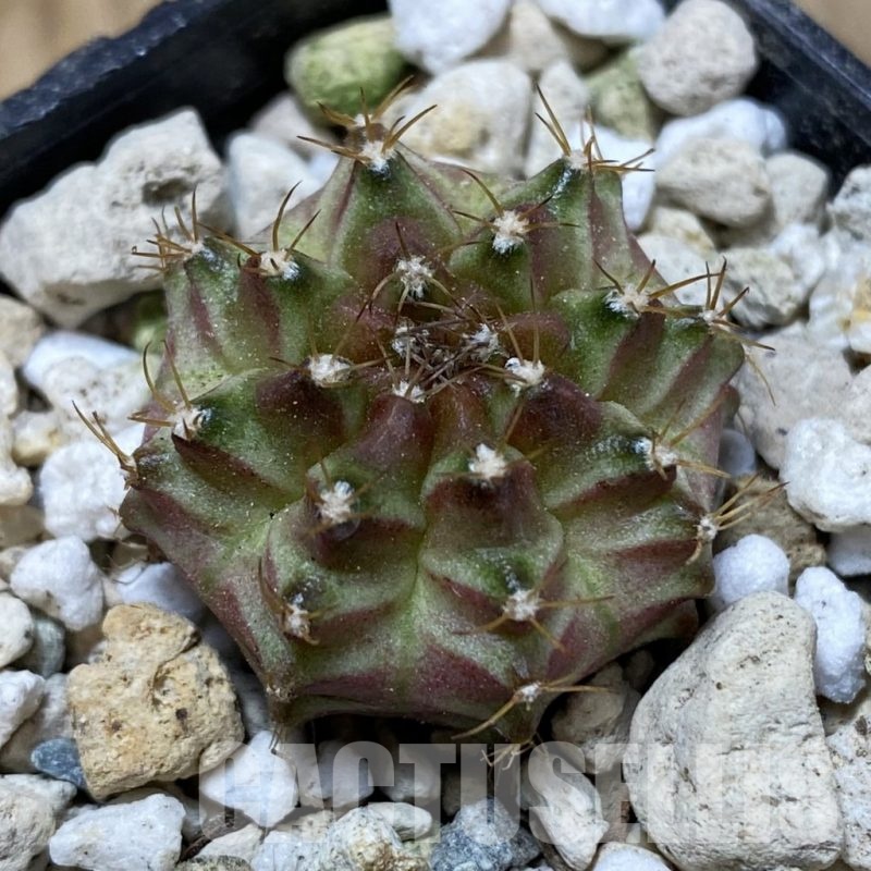 SH25849 Gymnocalycium mihanovichii ‘Neon’ hybrid, seedling