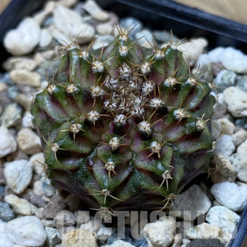 SH25850 Gymnocalycium mihanovichii ‘T-Lux’