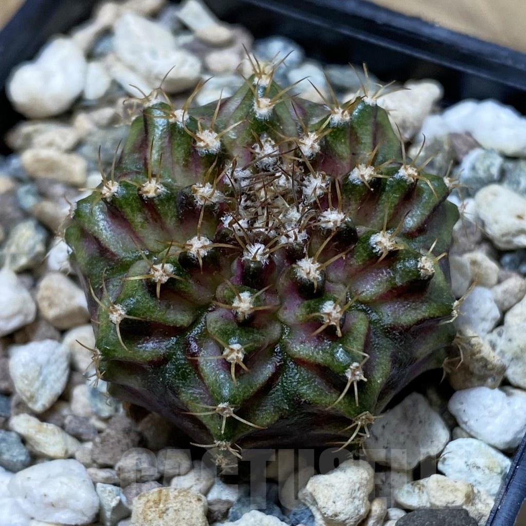 SH25850 Gymnocalycium mihanovichii ‘T-Lux’