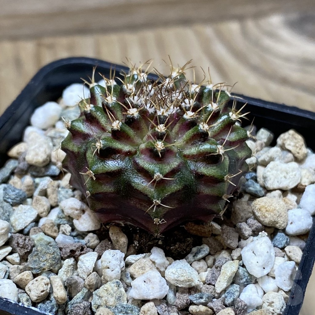 SH25850 Gymnocalycium mihanovichii ‘T-Lux’ - Image 2