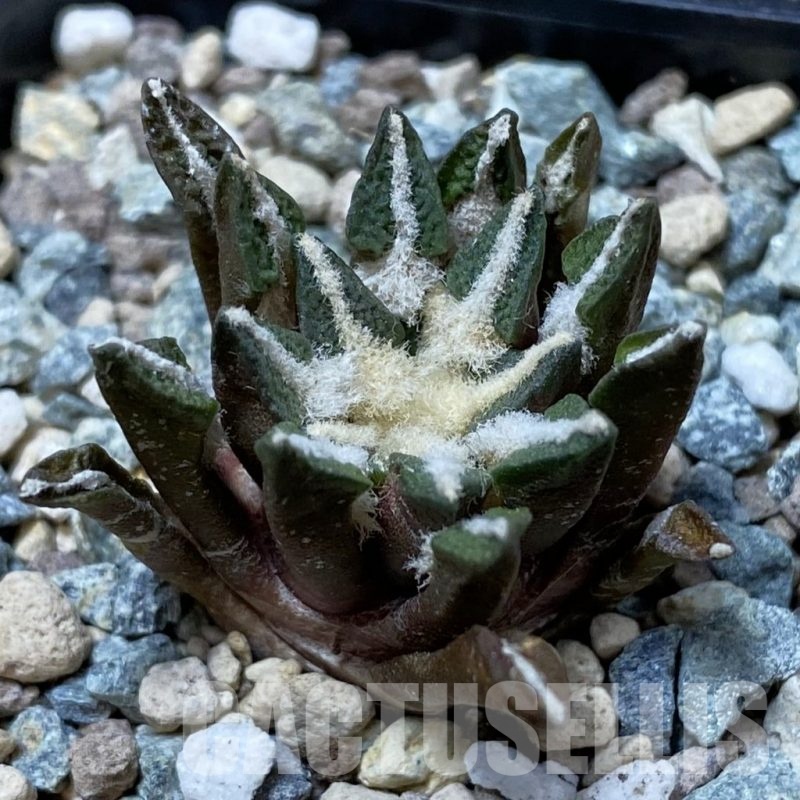 SH25851 Ariocarpus kotschoubeyanus hybrid, own roots