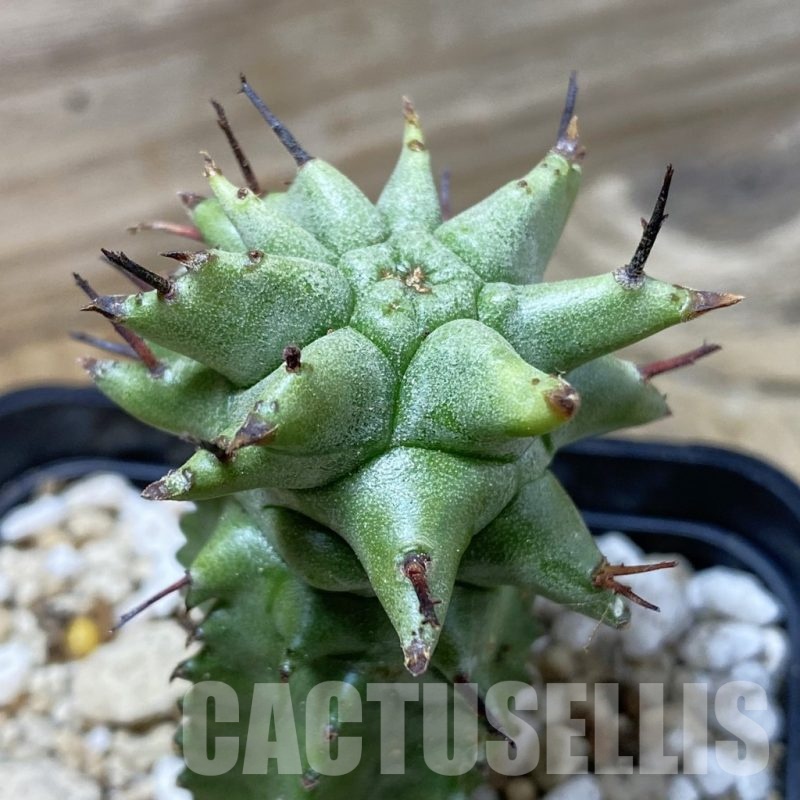 SH25852 Euphorbia horrida f. monstruosa