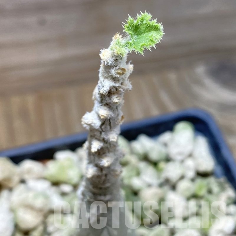 SH25855 Dendrosicyos socotrana