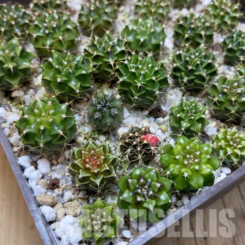 SH25856 Gymnocalycium mihanovichii mix