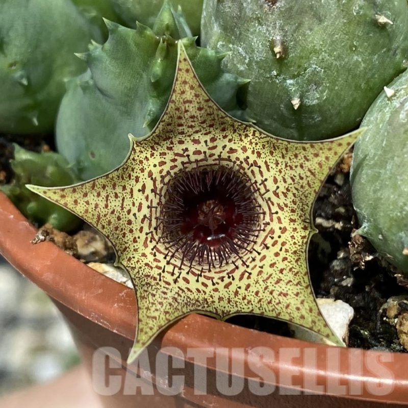 SH25829 Huernia piersii
