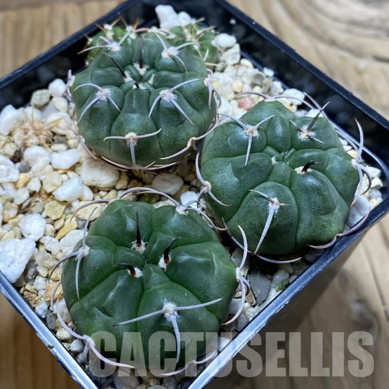 SH25800 Gymnocalycium nidulans VG 199