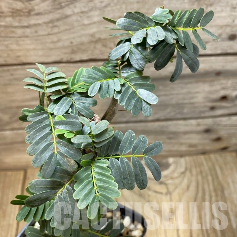 SH25806 Senna meridionalis