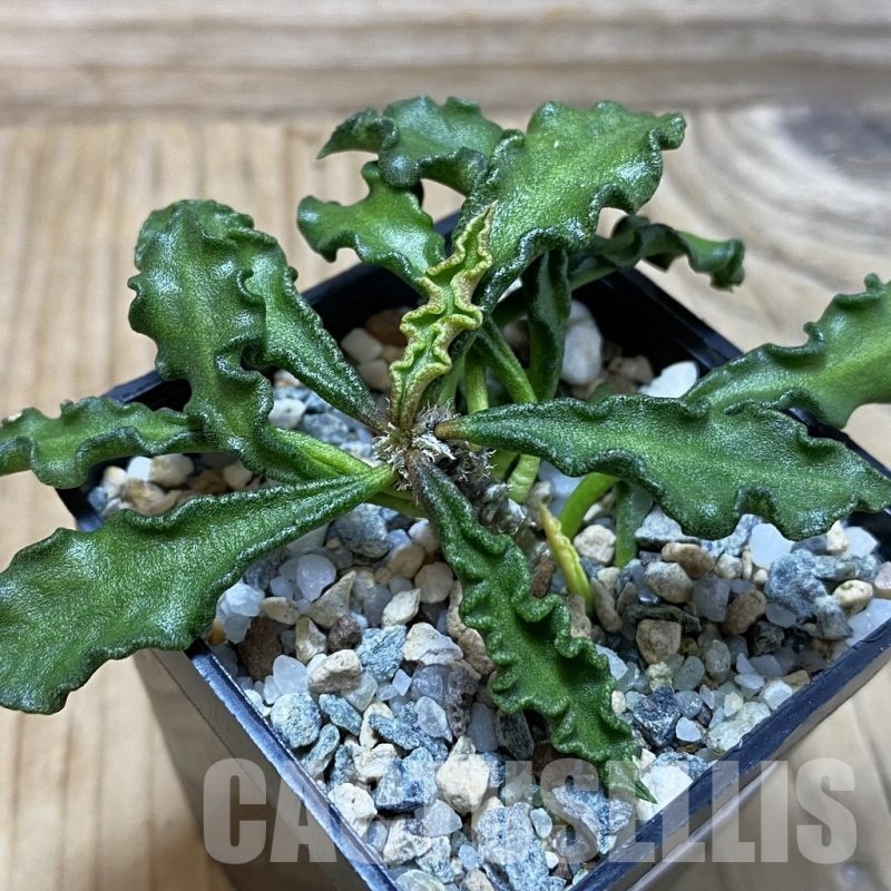 SH25809 Euphorbia decaryi v. spirosticha