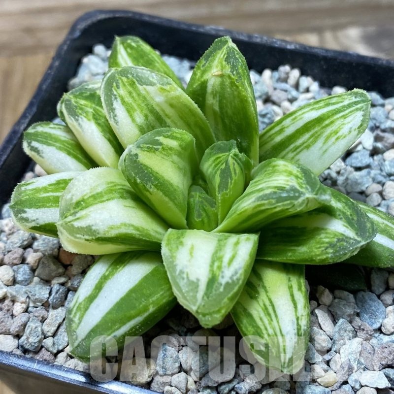 SH25810 Haworthia 'Gold Rush'