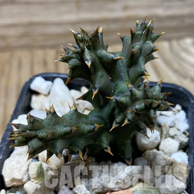 SH25813 Edithcolea grandis, seedling