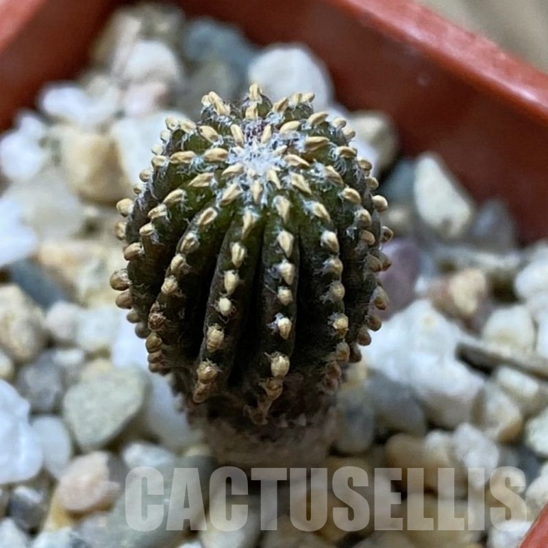 SH25814 Geohintonia neomexicana, seedling