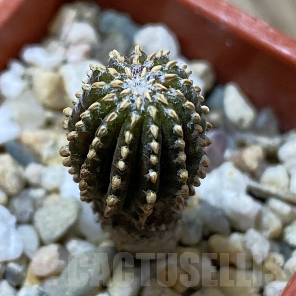 SH25814 Geohintonia neomexicana, seedling