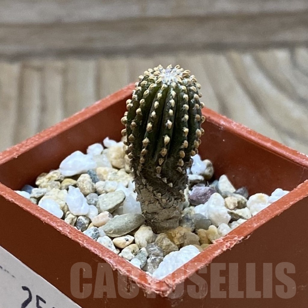SH25814 Geohintonia neomexicana, seedling – Bild 2