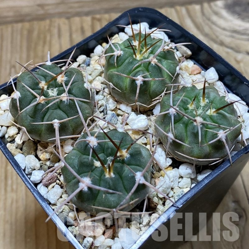 SH25801 Gymnocalycium nidulans VG 199