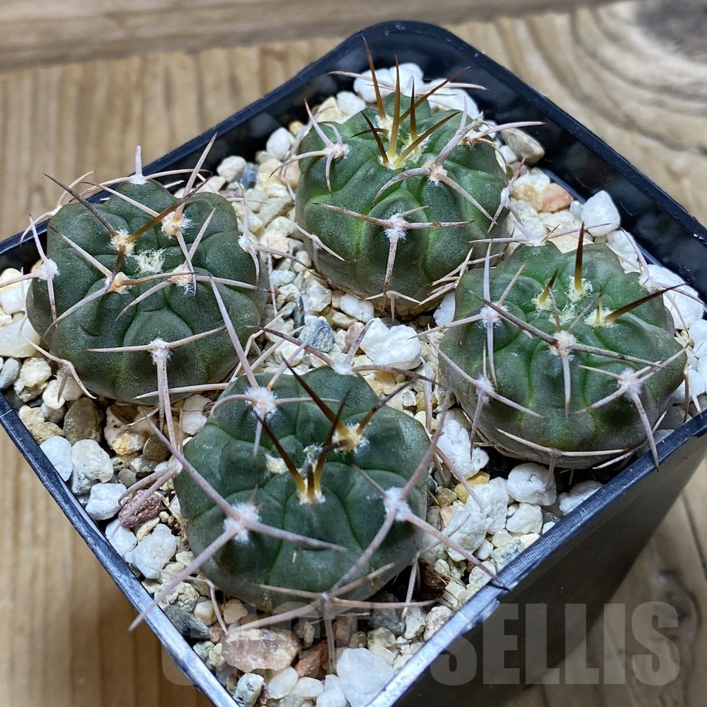 SH25801 Gymnocalycium nidulans VG 199