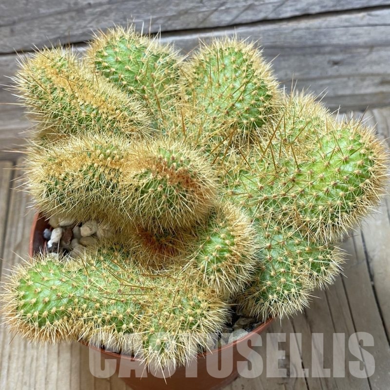 SH25818 Cleistocactus winteri f. cristata