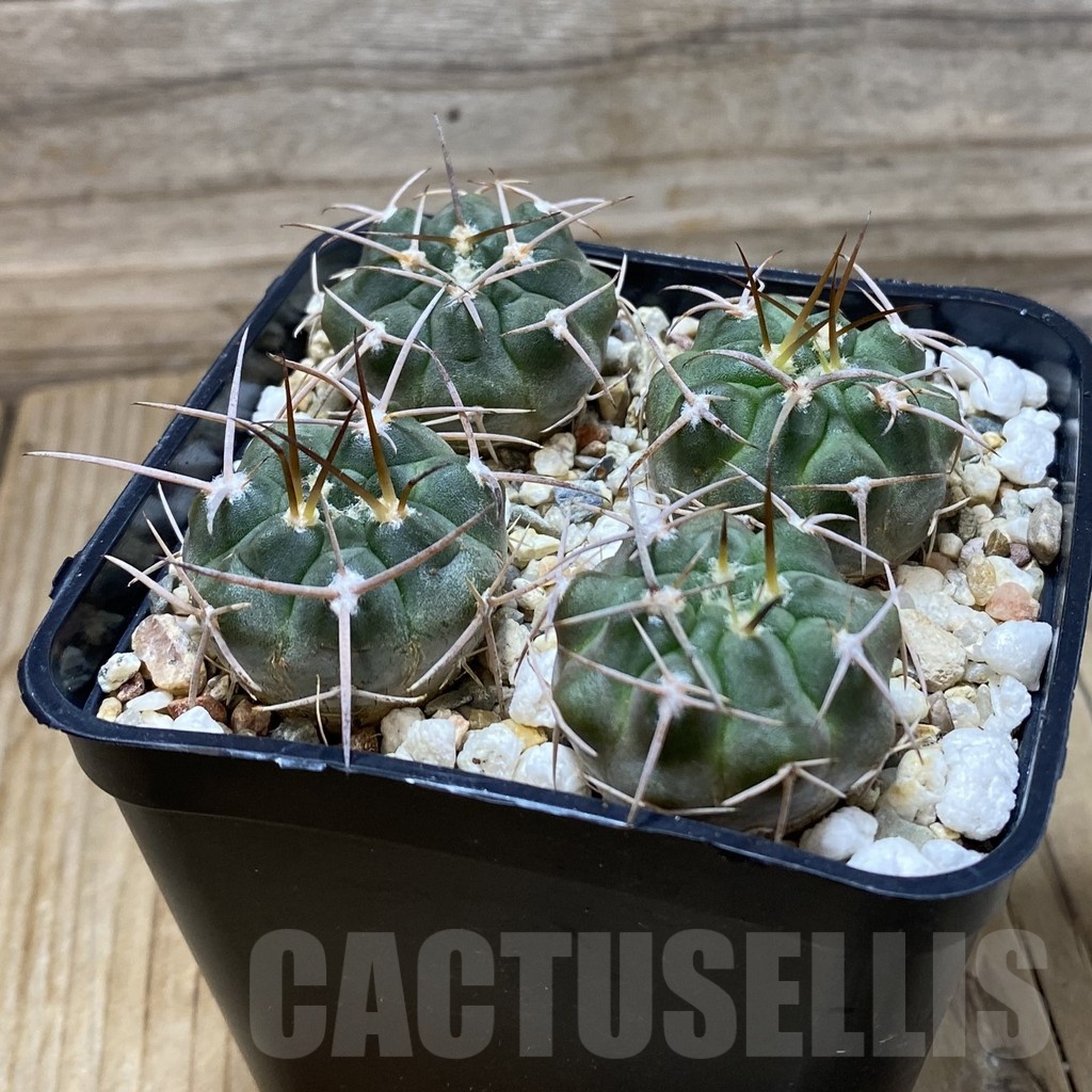 SH25801 Gymnocalycium nidulans VG 199 - Image 2