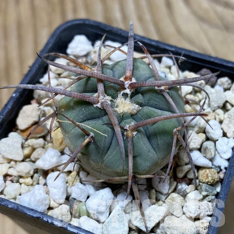 SH25820 Gymnocalycium spegazzinii