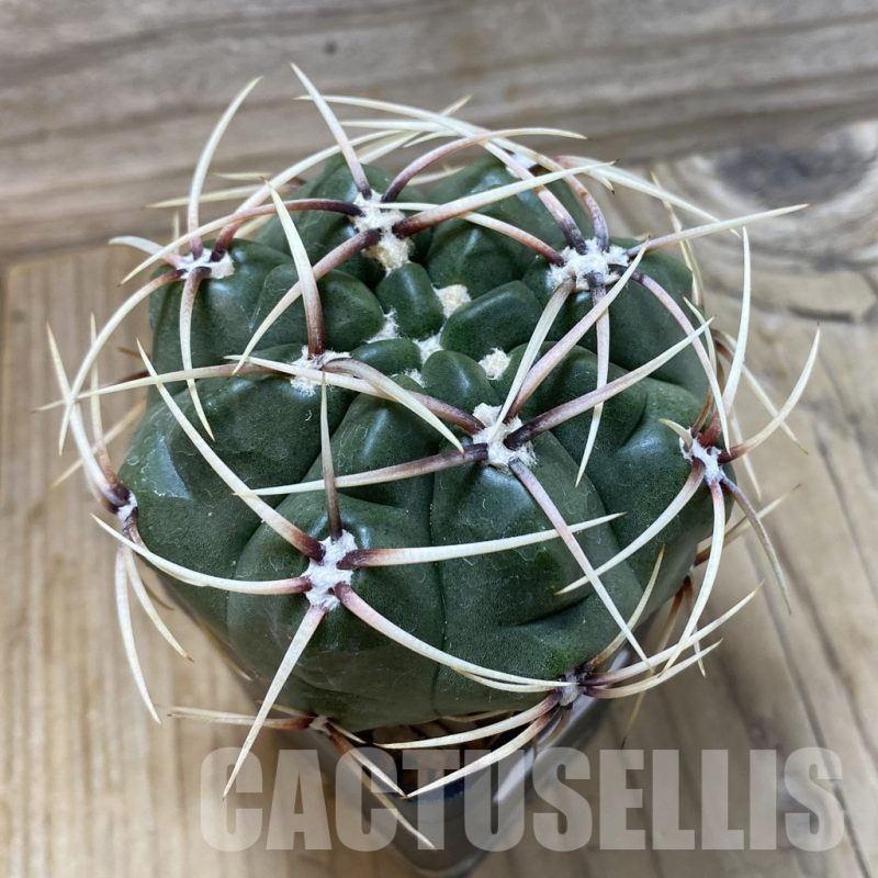 SH25822 Gymnocalycium monvillei, hard spines