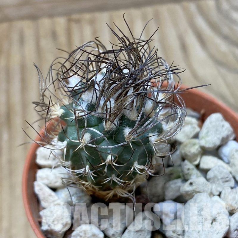 SH25823 Turbinicarpus pseudomacrochele, 6 years old